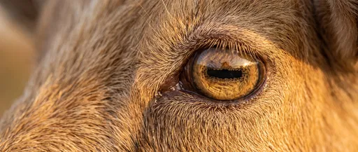 Macro Close-Up of Tan Goat Eye