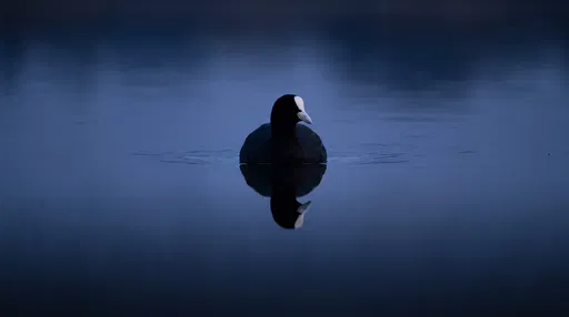 Lone Coot Reflected on Twilight Water