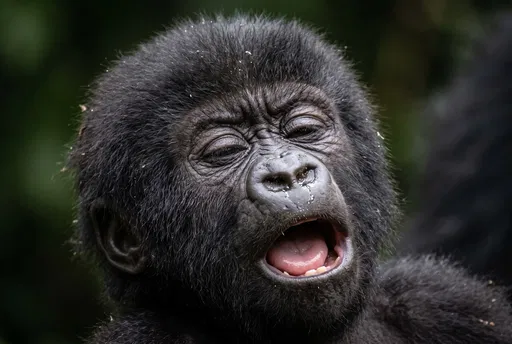 Close-Up Portrait of Yawning Baby Gorilla