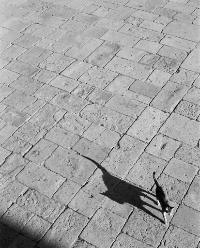 Cat Casting Long Shadow on Stone Plaza