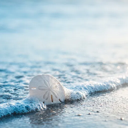 White Sand Dollar in Ocean Surf