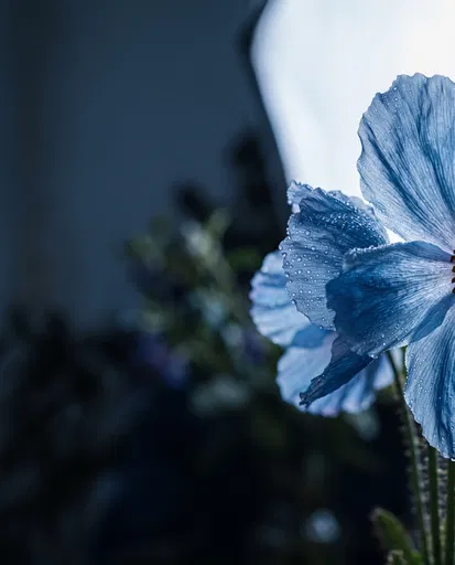 Blue Poppy Petals With Water Droplets