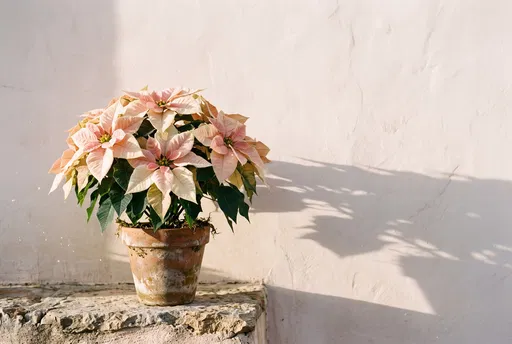 Pink Poinsettia in Clay Pot with Shadows