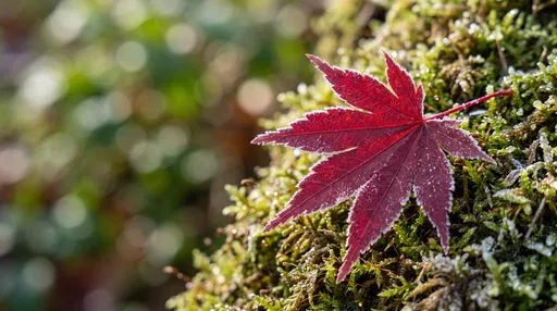 Frosty Red Maple Leaf on Moss