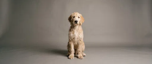 Cream Doodle Puppy Studio Portrait