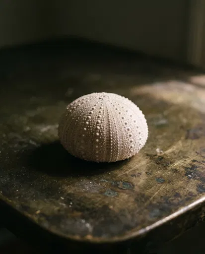 Pale Sea Urchin Shell on Bronze