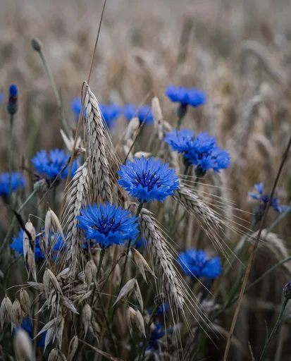 Blue Cornflowers Among Dry Wheat Stalks