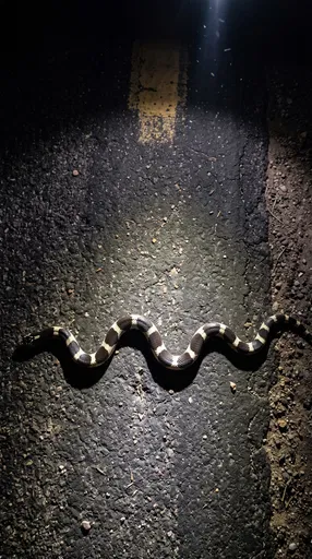 Kingsnake Crossing Asphalt Road at Night