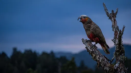 Kaka Parrot Calling at Blue Hour