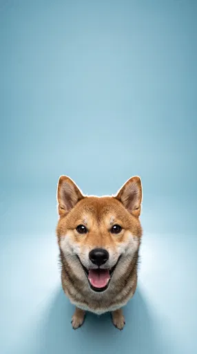 Happy Shiba Inu Looking Up Portrait