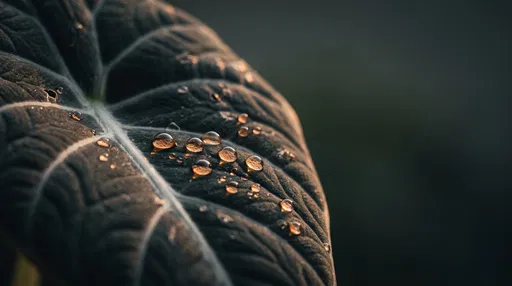 Golden Dewdrops on Dark Alocasia Leaf