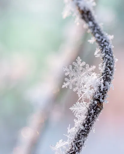 Macro Snowflake on Frosted Winter Twig