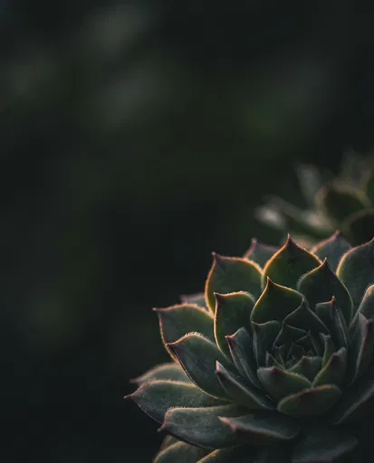 Dark Green Succulent Macro Background