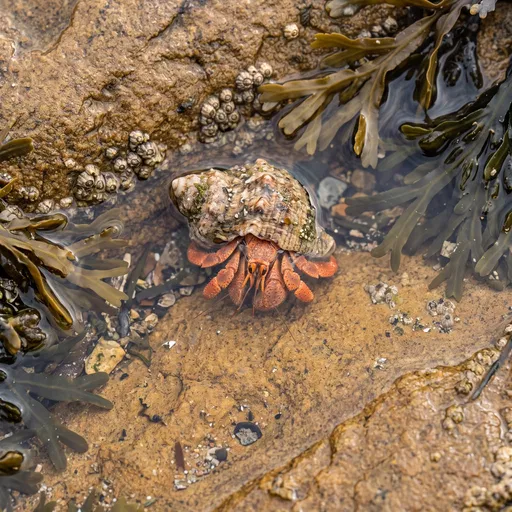 Orange Hermit Crab in Tide Pool