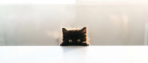 Fluffy Black Kitten Peeking Over Edge