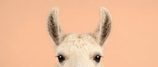 Cream Llama Peeking From Bottom Frame