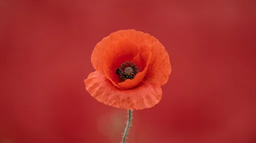 Single Red Poppy on Scarlet Background