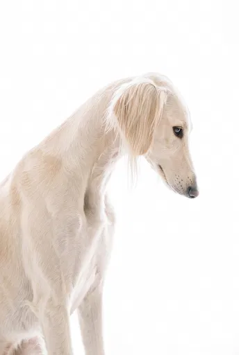High-Key Profile of Cream Saluki