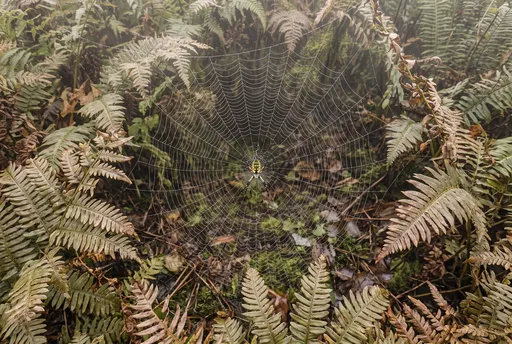 Yellow Garden Spider in Dewy Fern Web