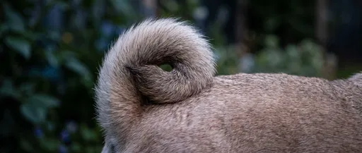 Close-Up of Curled Fawn Dog Tail