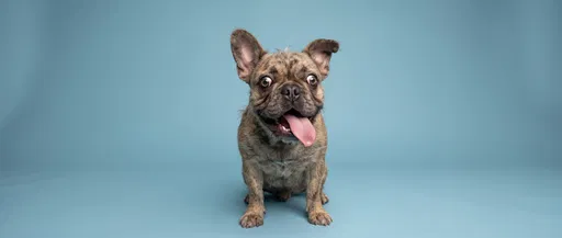 Funny Scruffy French Bulldog Studio Portrait