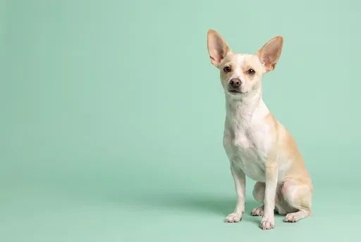 Chihuahua Terrier Mix on Mint Background