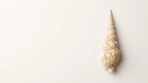 Spiral Seashell on Off-White Background
