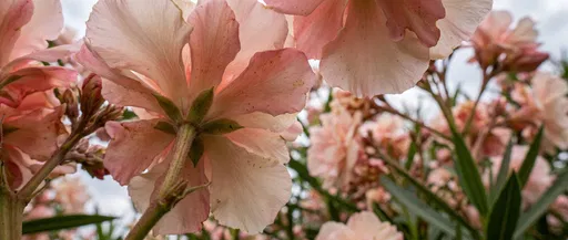 Low Angle Close-Up of Pink Oleander