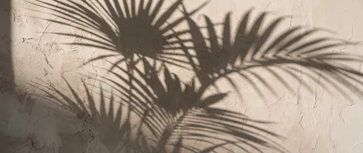 Palm Leaf Shadows on Plaster Wall