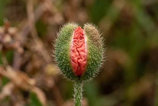 Macro Close-Up of Opening Poppy Bud