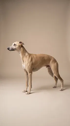 Fawn Whippet Standing in Studio Profile