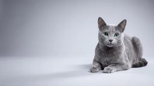 Russian Blue Cat on Grey Backdrop