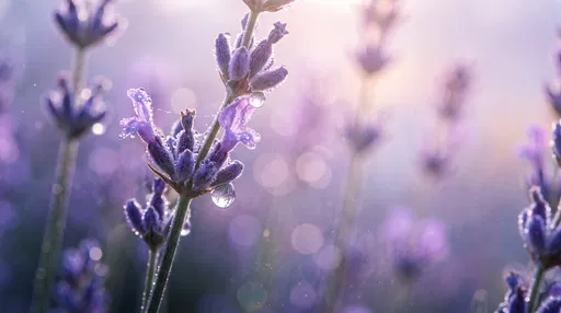 Macro Lavender Blossom With Morning Dewdrops