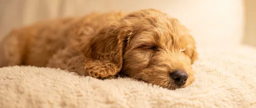 Sleeping Golden Labradoodle Puppy Close-Up