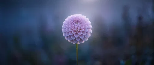 Solitary Pale Lilac Ball Dahlia at Twilight