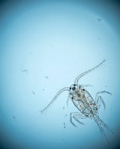 Microscopic View of Translucent Marine Copepod
