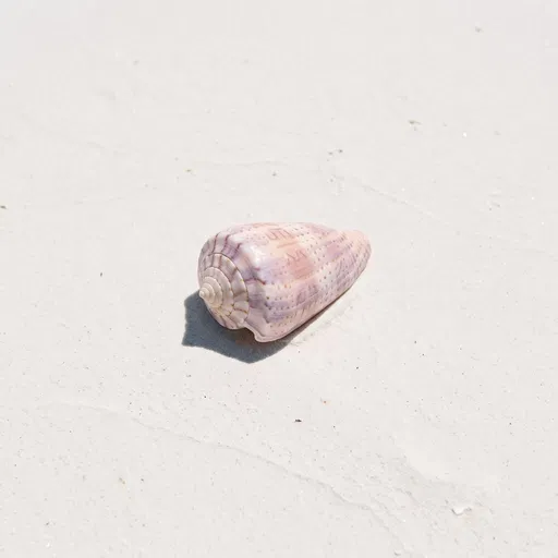 Pastel Cone Shell on White Sand
