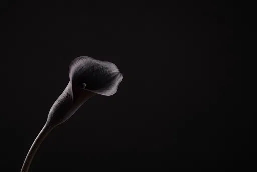 Black Calla Lily on Dark Background