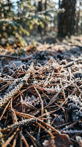Frost Covered Pine Needles on Forest Floor