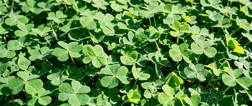 Lush Green Patch of Sunlit Clovers