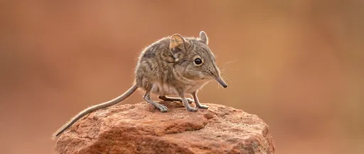 Elephant Shrew on Red Sandstone Rock