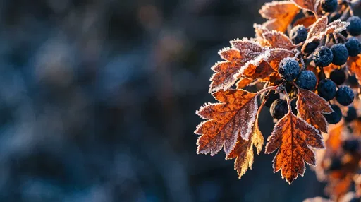 Frosted Autumn Leaves and Dark Berries