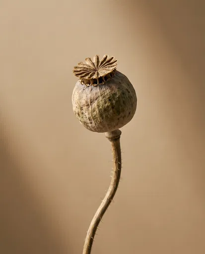 Dried Poppy Seed Pod Study