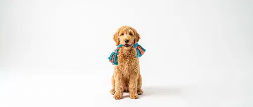 Goldendoodle Puppy Holding Rope Toy