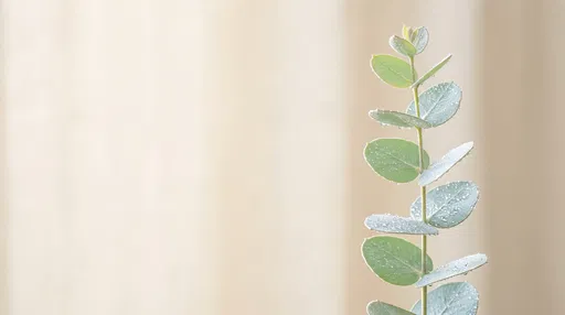 Dewy Eucalyptus Stem on Cream Background