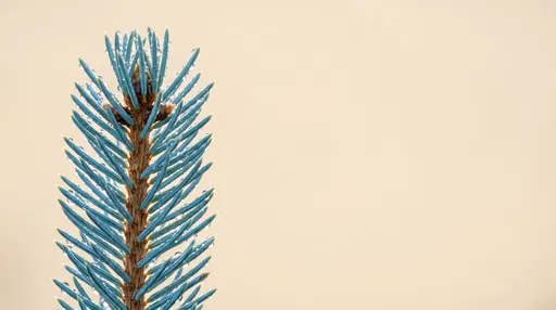 Dewy Blue Spruce Sprig on Cream