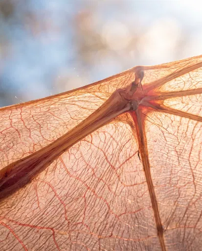 Backlit Macro Translucent Bat Wing Membrane