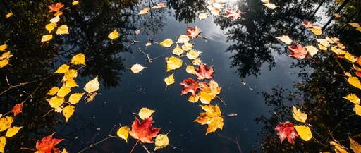 Autumn Leaves Floating on Dark Pond