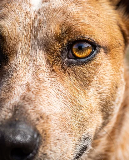 Red Cattle Dog Eye Macro Close-Up