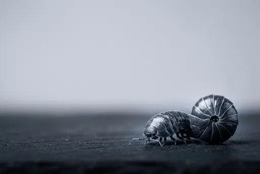 Macro Monochrome Pill Bugs With Copy Space